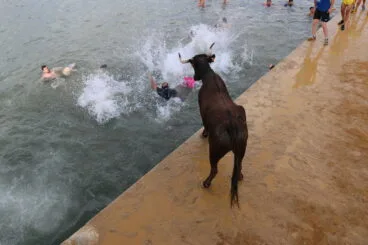 El animal observa cómo huyen las personas nadando