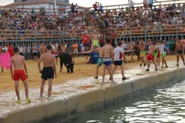 La vaca frente a los corredores