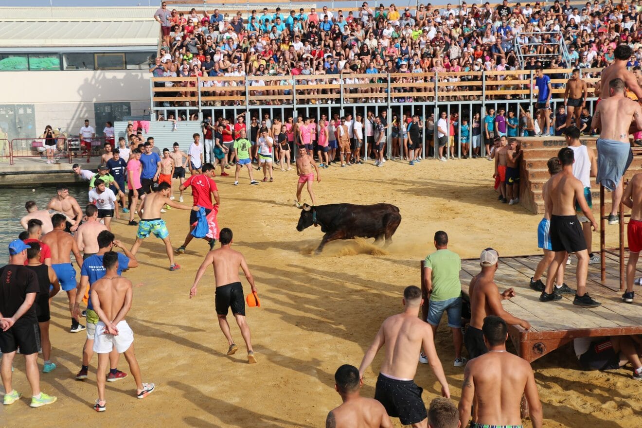 La vaca preparada para embestir en Dénia