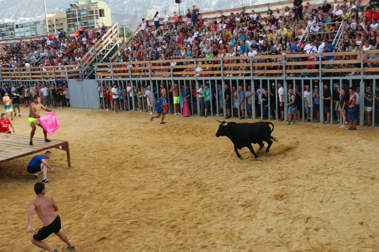Toro en la plaza de Bous a la Mar de Dénia