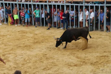 Vaca durante els Bous a la Mar