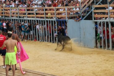 Vaca frente a la zona baja de la grada