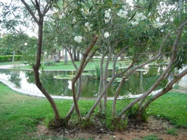 Parque de Torrecremada 09