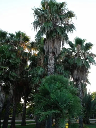 Parque de Torrecremada 15