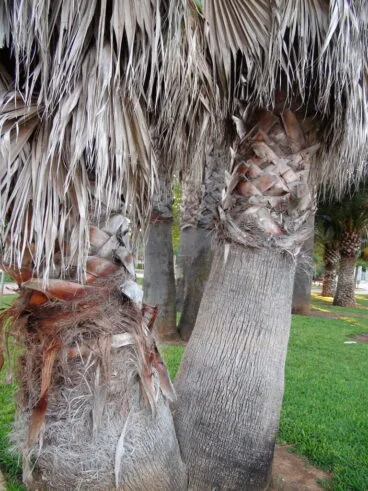 Parque de Torrecremada 16
