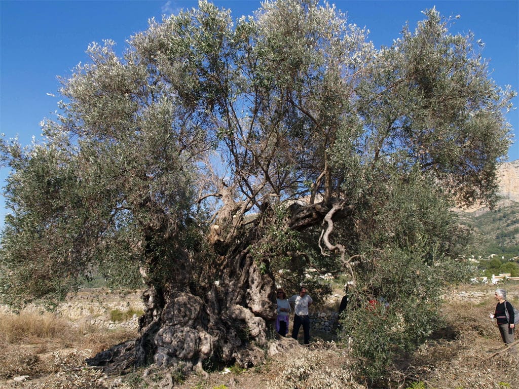 Ruta de los arboles milenarios
