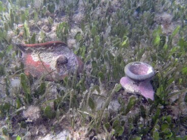 Descubrimiento marino  01