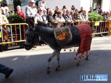 08 Bendición de animales en Dénia