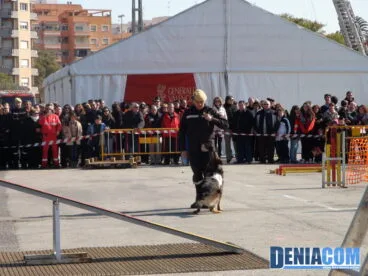 Exhibición canina en Dénia