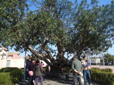 Ruta de los árboles monumentales 2