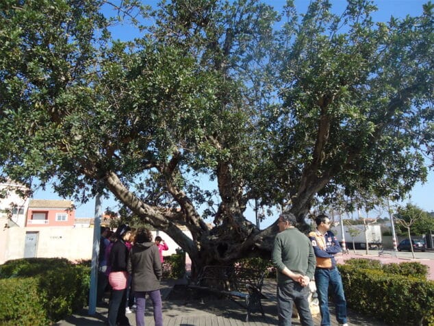 Ruta de los árboles monumentales 2