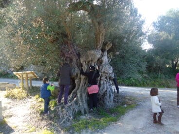 Ruta de los árboles monumentales 5