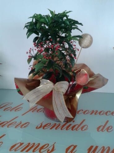Alternativa navideña a la Ponsieta