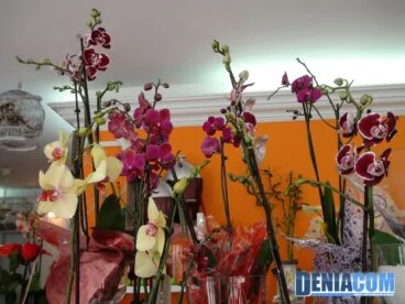 Orquideas – Floristeria Mandarina