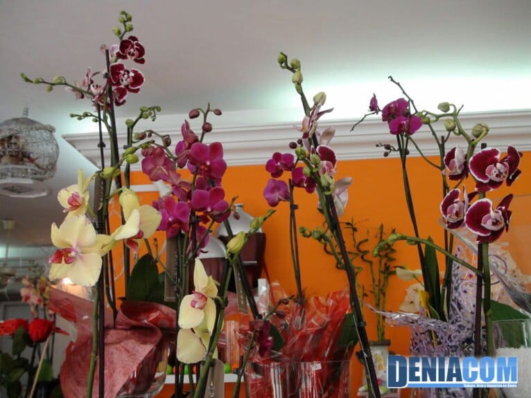 Orquideas - Floristeria Mandarina