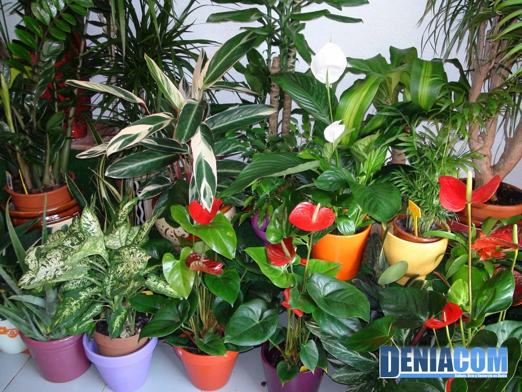 Plantas decorativas en Denia – Floristeria Mandarina