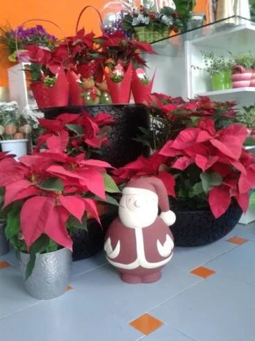 Variedad de Pascuas estas Navidades en Floristeria Mandarina