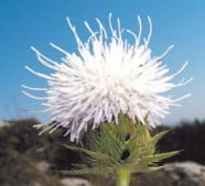 Jornadas sobre flora en el parque natural del Montgó