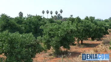 Flora autóctona desde la Vía Verde