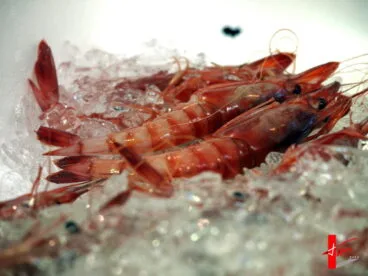 Gamba Roja de Dénia