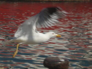 Maraton Fotografico Juniors 00