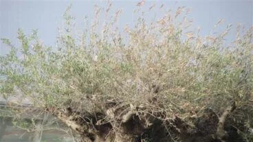 Olivos en la entrada de Dénia 00