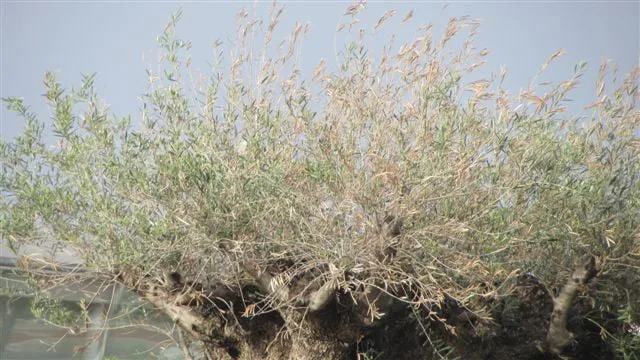 Olivos en la entrada de Dénia 00