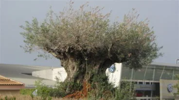 Olivos en la entrada de Dénia 01