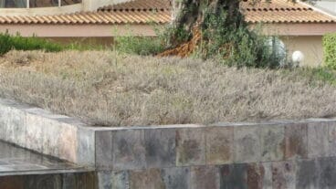 Olivos en la entrada de Dénia 03