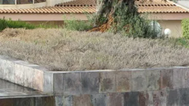 Olivos en la entrada de Dénia 03