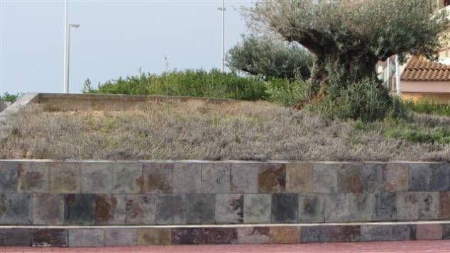 Olivos en la entrada de Dénia 04