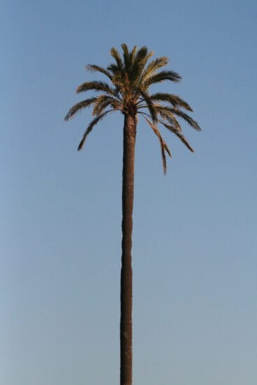 Palmera en Dénia