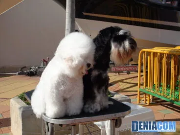 Perruqueria canina a mascotetes