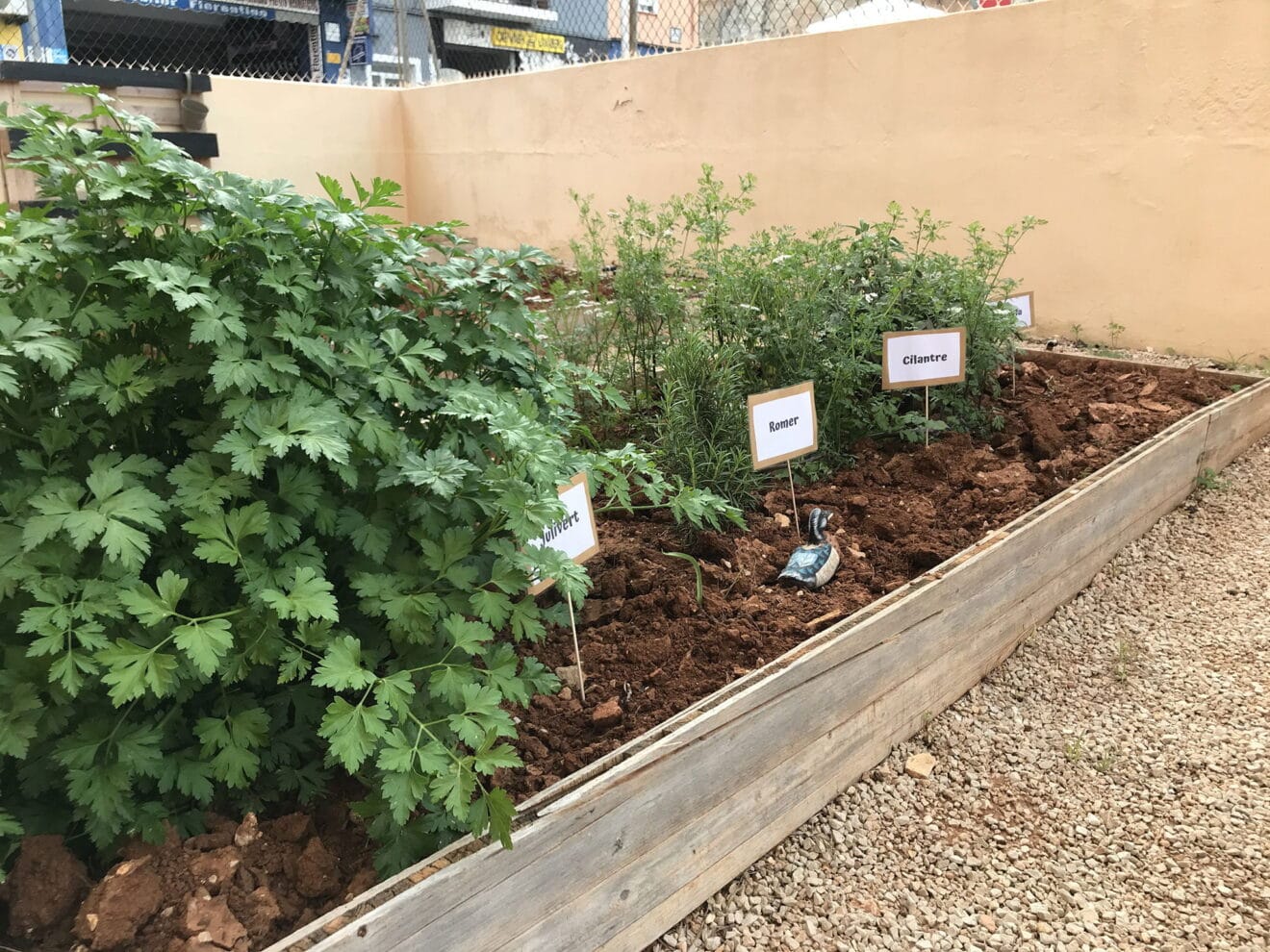 Hierbas aromáticas - Huerto Escoleta El Castellet