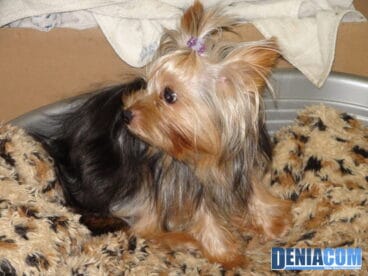 Mascotetes – Peluquería canina y felina