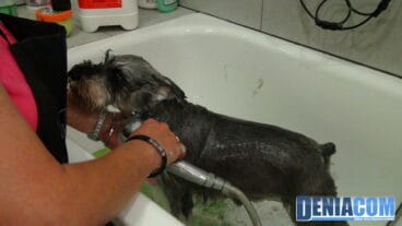 Mascotetes – tus mascotas siempre limpias