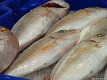 Mercado Municipal de Dénia – Pescado