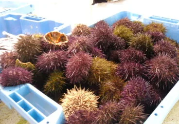 Mercat de Dénia – Erizos