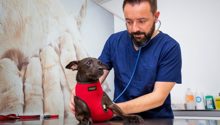 La mejor atención médica para tus mascotas en Clínica Veterinària Dénia