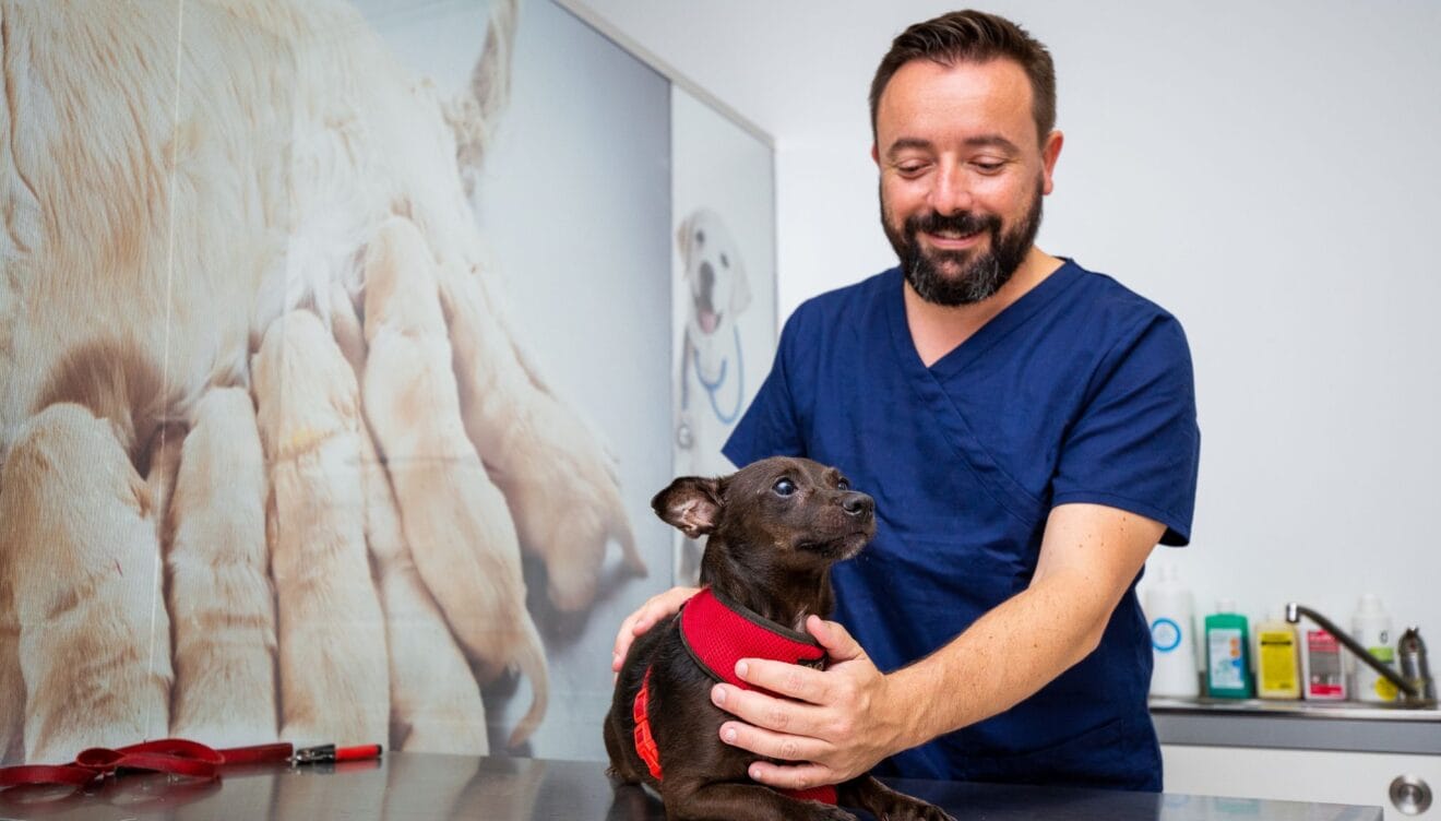 Tu mascota en manos de profesionales