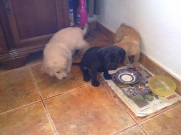 Cachorros abandonados en Dénia