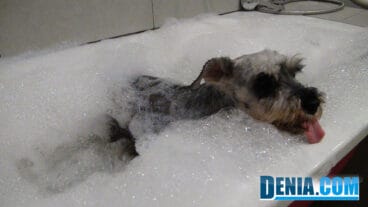 Salón Spa y peluquería canina Mascotetes