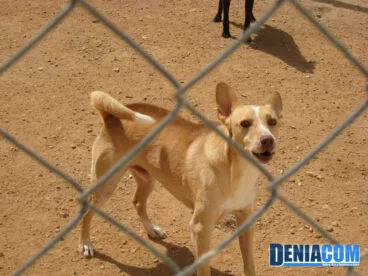 Decenas de perros en el recinto de la APAD