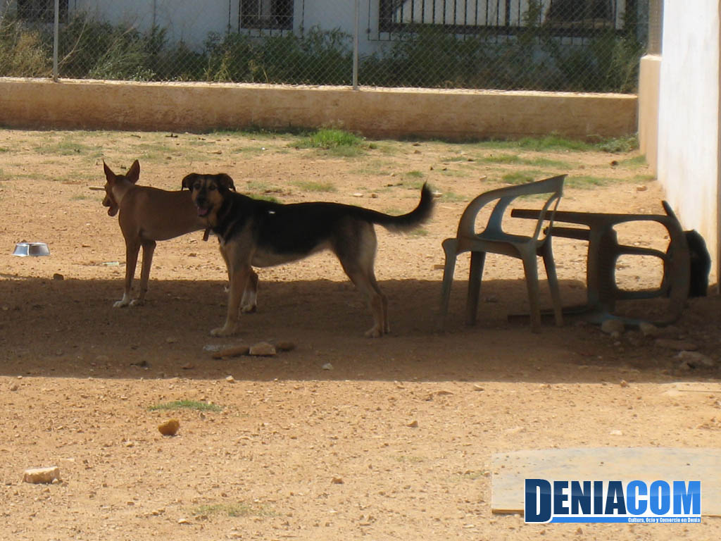 Los perros buscan la sombra contra el calor en el recinto de la APAD