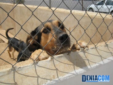 Pastor Alemán en el recinto de la APAD