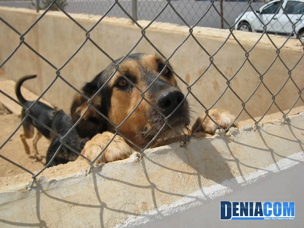 Pastor Alemán en el recinto de la APAD