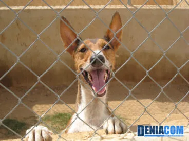 Perro en la zona de animales de la APAD