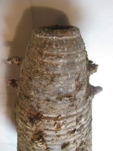 Ánfora hallada en el puerto de Dénia