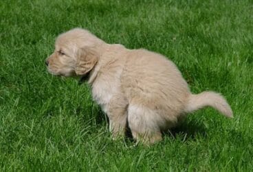 Recoger las heces de los perros