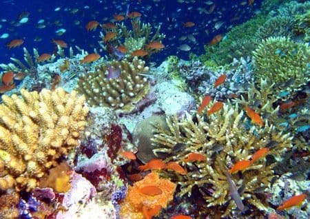 Fotografía submarina